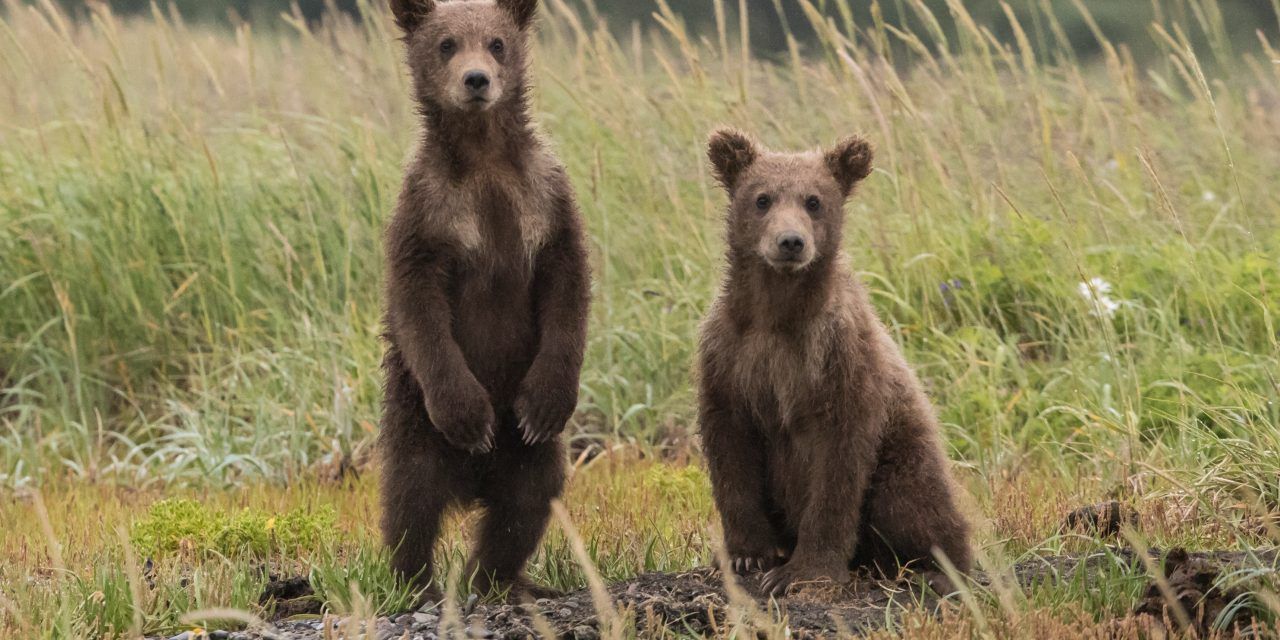 two bears