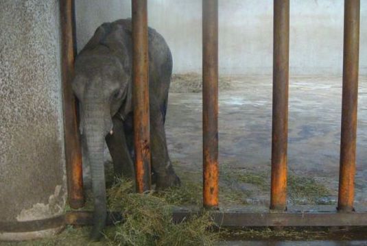 SIGN: Stop Kidnapping Baby Elephants to Sell to Cruel Chinese Zoos