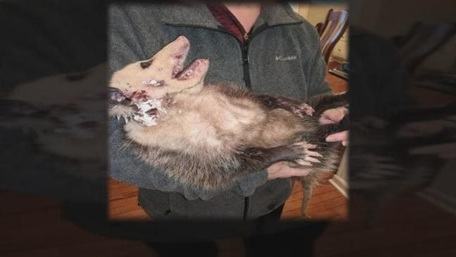 SIGN: Justice for Possum Cruelly Burned with Blowtorch