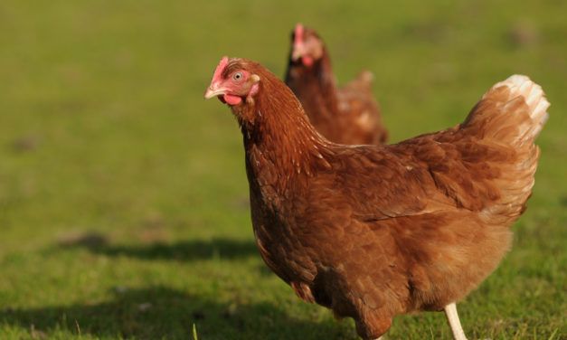 Brazilian Bakery Chain Vows to Go Cage-Free