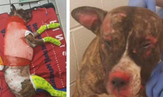 SIGN: Justice for Dog Tied to Pole and Set On Fire