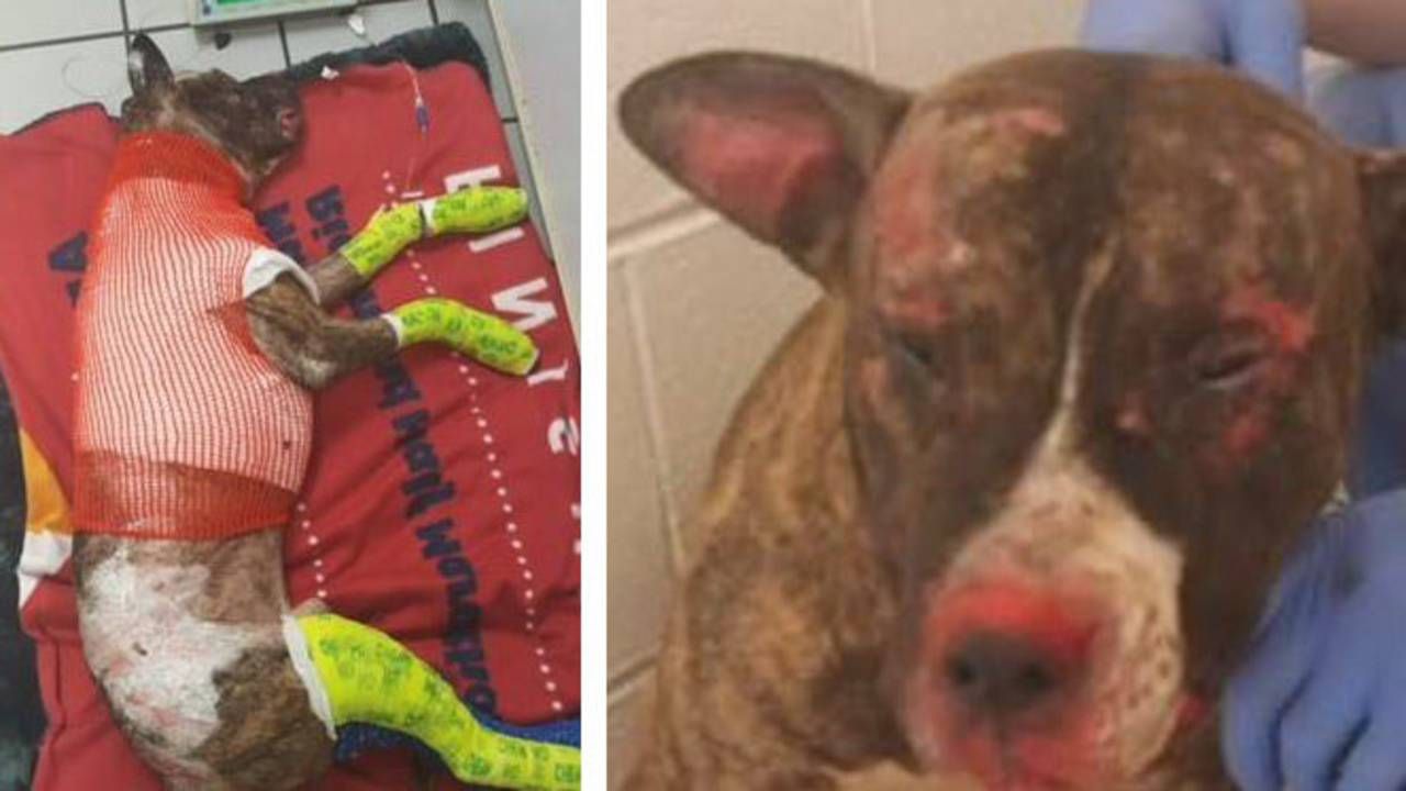 Badly burned dog wrapped in bandages
