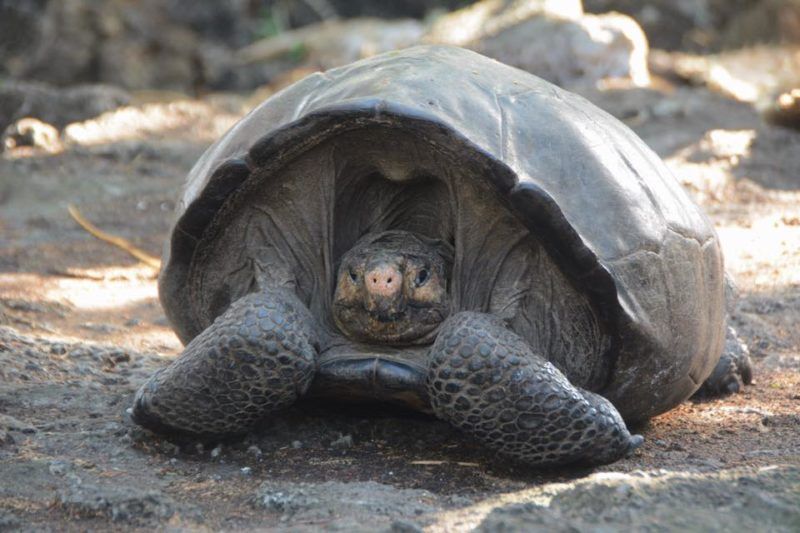Giant Tortoise Thought to be Extinct for 100 Years Discovered Alive