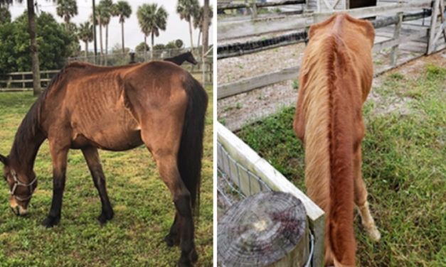 SIGN: Justice for Horses Starved Slowly to Death by Boarders