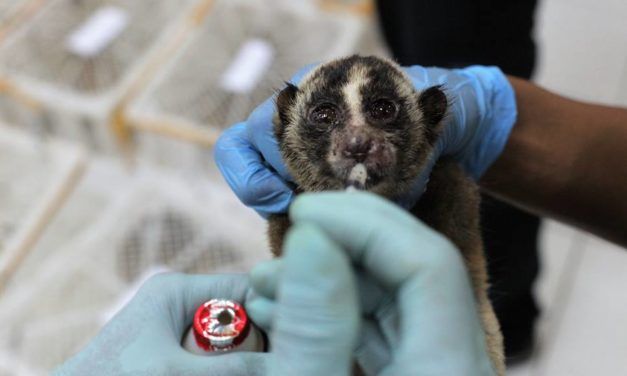 79 Slow Lorises Seized From Poachers, 10 In Critical Condition