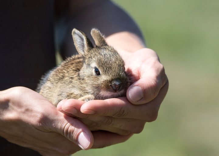 rescued rabbit
