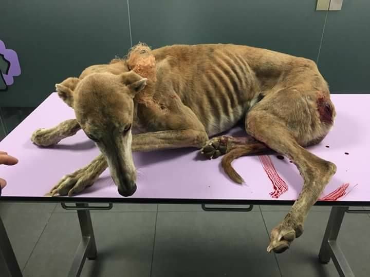 Emaciated spanish greyhound lying on a table