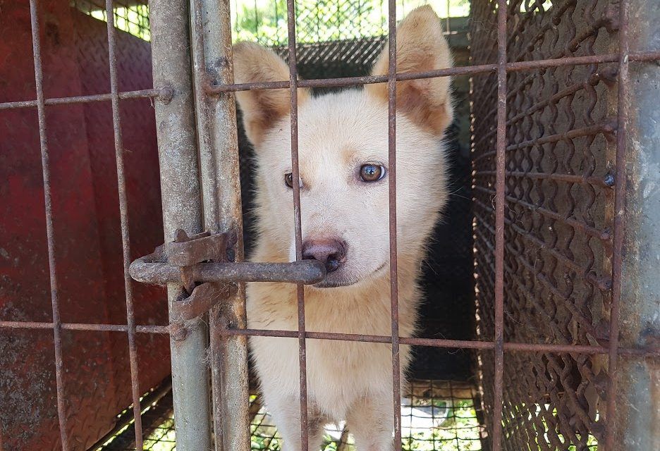 SIGN: Shut Down Illegal Dog Meat Farms in Gimpo, South Korea