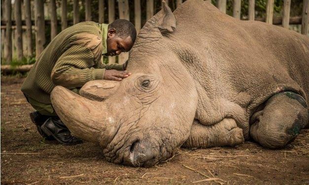This Scientific Breakthrough Could Save the Northern White Rhino from Extinction