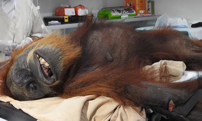 Sign: Justice for Orangutan Mother Shot 74 Times