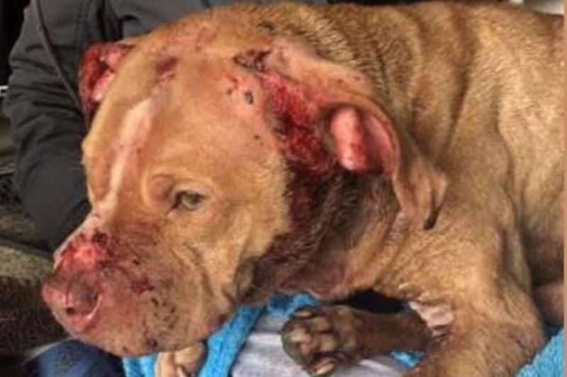 SIGN: Justice for Pit Bull Chewed to Shreds as ‘Bait Dog’