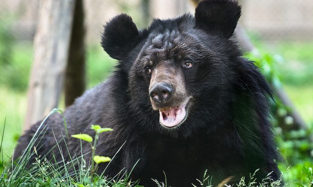 Video: Bear Rescued From Bile Industry Overcomes His Disabilities