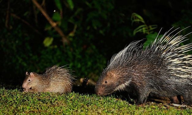 Porcupines Poached for Chinese Medicine at Risk of Becoming Endangered