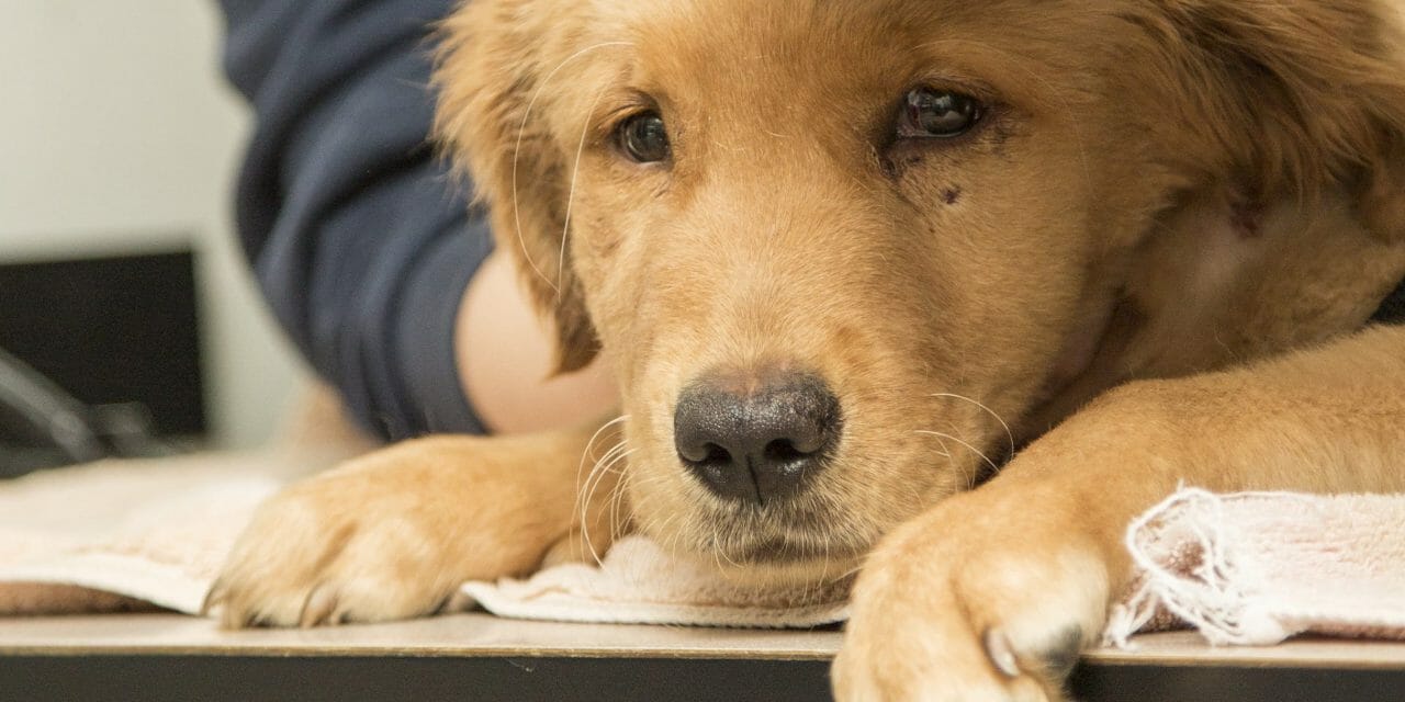 SIGN: Toughen Penalties for Torturing Dogs and Cats in Arizona