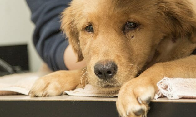SIGN: Toughen Penalties for Torturing Dogs and Cats in Arizona