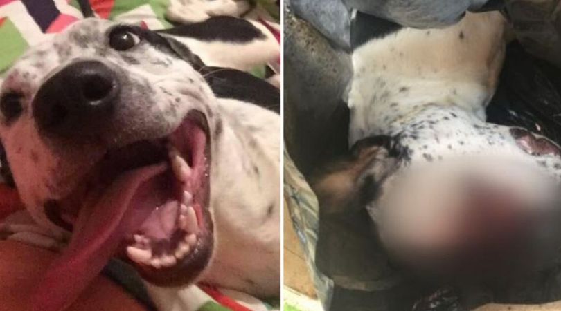 SIGN: Justice for Puppy Shot in the Head by Neighbor