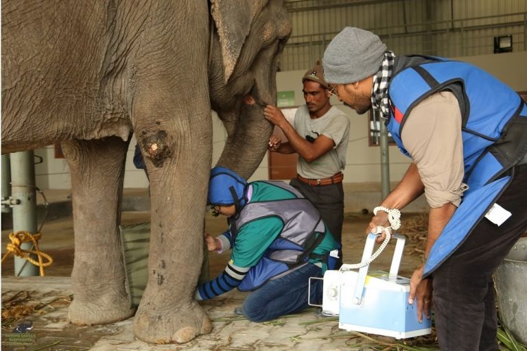 Medical staff at Wildlife SOS Elephant Hospital tend to Holly the Elephant. This is the first hospital of its kind in India.
