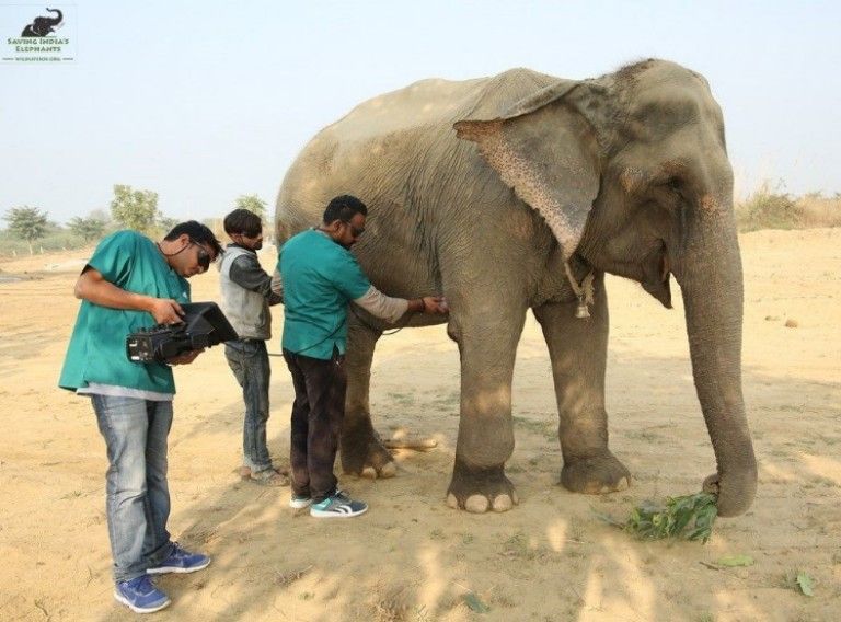 Elephant Holly is tended to by staff at Wildlife SOS Elephant Hospital, the first hospital of its kind in India.