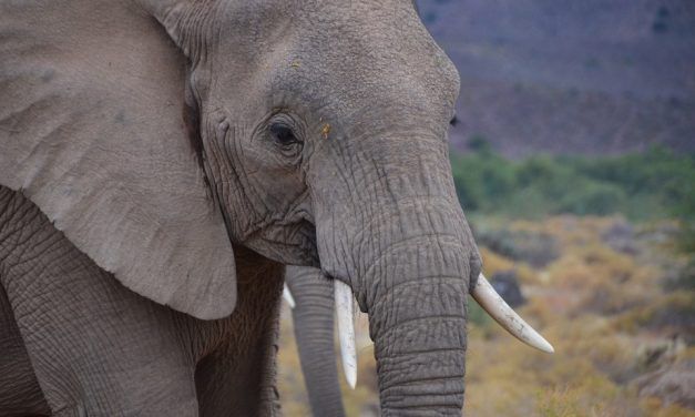 SIGN: Strengthen US Controls on Gruesome African Elephant ‘Trophies’