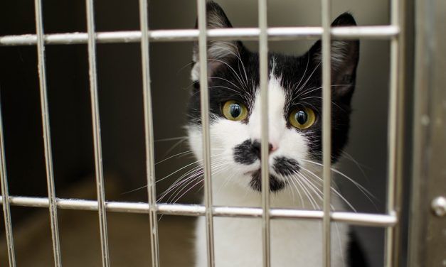 Campaign Urges USDA to Let Animals Used in Experiments Be Adopted, Not Euthanized