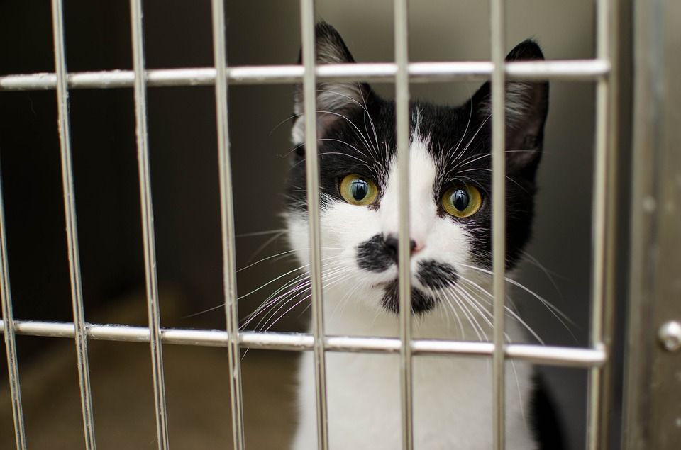 Campaign Urges USDA to Let Animals Used in Experiments Be Adopted, Not Euthanized