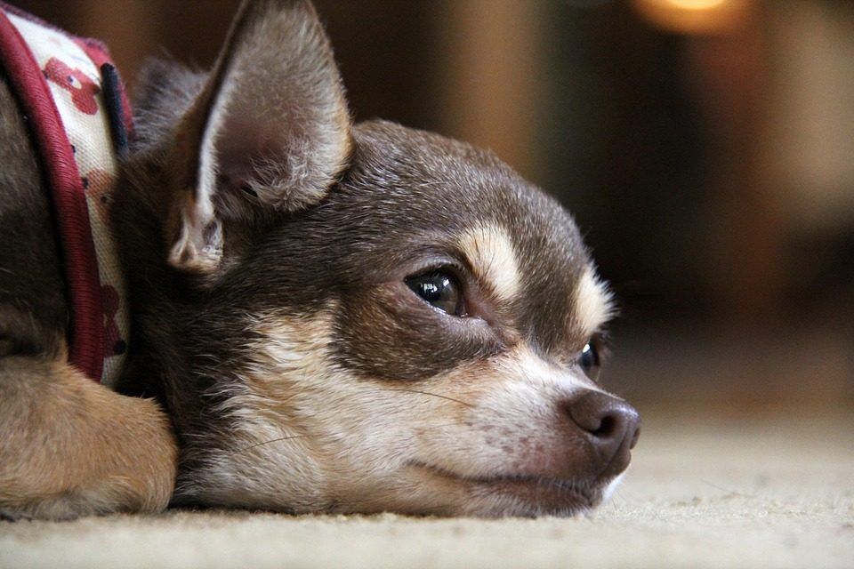 SIGN: Justice for Chihuahua Brutally Dismembered and Dumped in Trash
