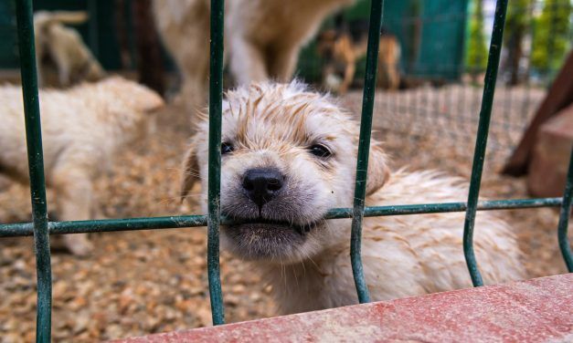 Sign: Shut Down This Puppy Mill of Horrors