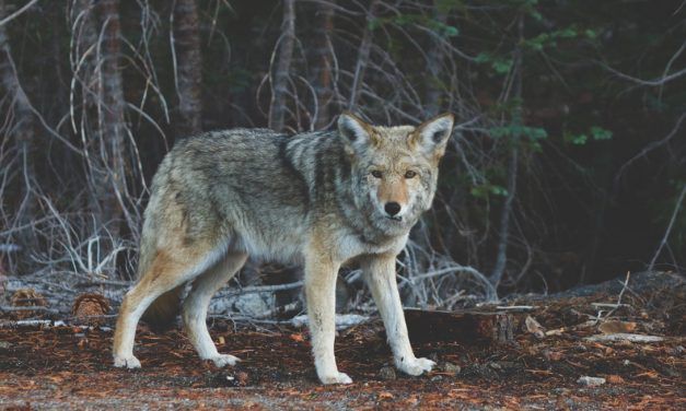 Plan to Delist America’s Wolves Opens for Public Comment