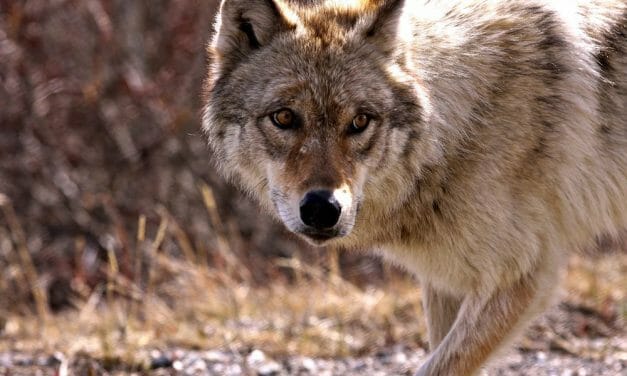 SIGN: Stop the Slaughter of America’s Wolves