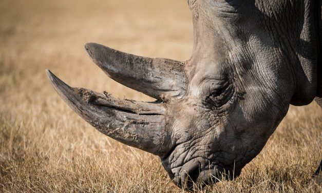 Poachers in Kenya Will Now Face the Death Penalty