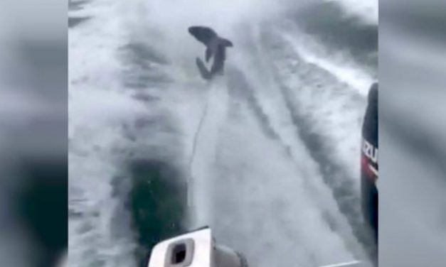 UPDATE: Boat Captain Jailed for Cruel Shark-Dragging Incident