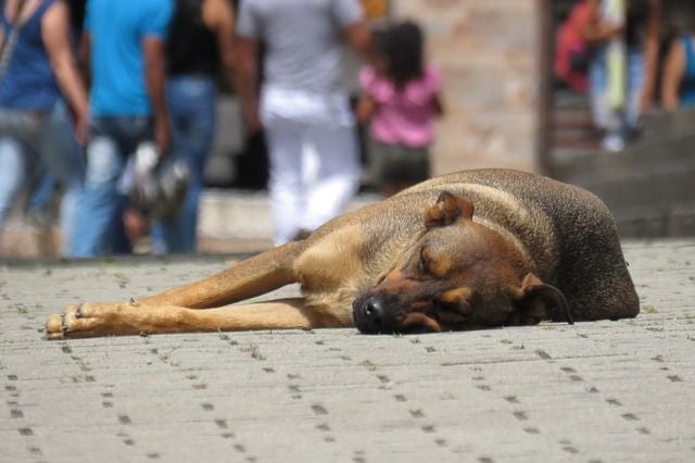 A stray dog rests on a sidewalk. Visit Lady Freethinker and help us to rescue and protect animals everywhere.