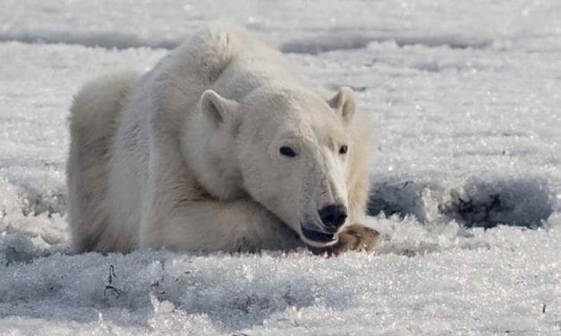Weary Polar Bear Seen Searching for Food 700 Kilometers from Home