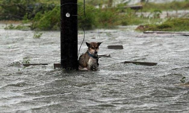 SIGN: Outlaw Leaving Dogs Chained Up to Die in Hurricanes