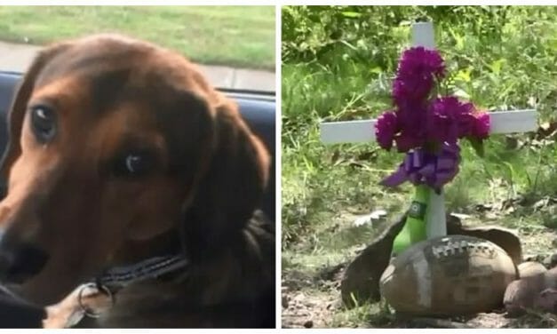 SIGN: Justice for Family Puppy Found Hanging From Noose in the Woods