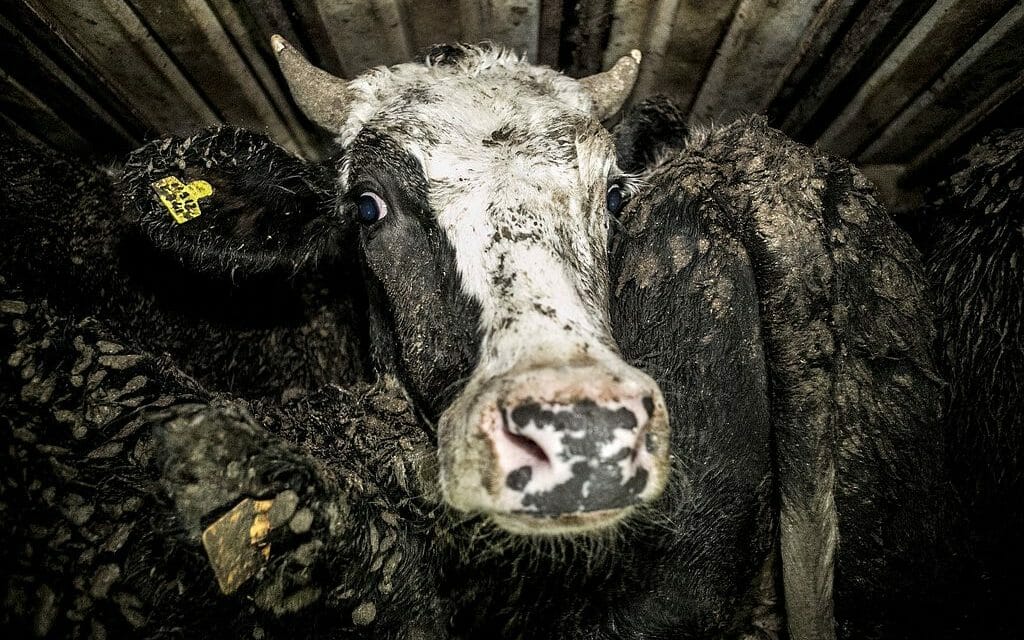 SIGN: End Cruel and Illegal EU Live Animal Exports