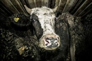 Good News for Cows and Sheep! New Zealand Bans Cruel Live Animal Exports