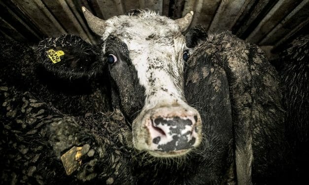 SIGN: End Cruel and Illegal EU Live Animal Exports