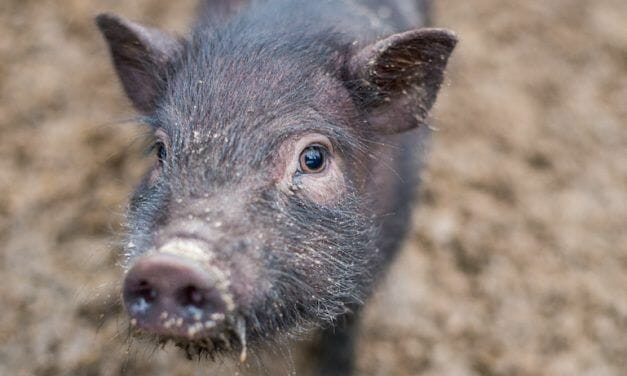 SIGN: Justice for Princess, Pet Pig Ruthlessly Slaughtered by Neighbor