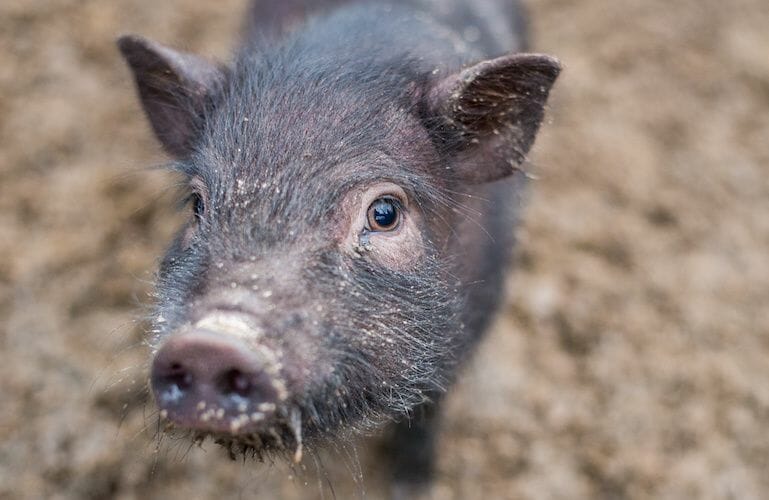 SIGN: Justice for Princess, Pet Pig Ruthlessly Slaughtered by Neighbor