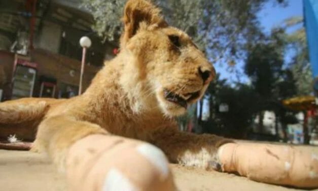 Huge Rescue: Over 40 Animals Evacuated From War-Torn Gaza Zoo