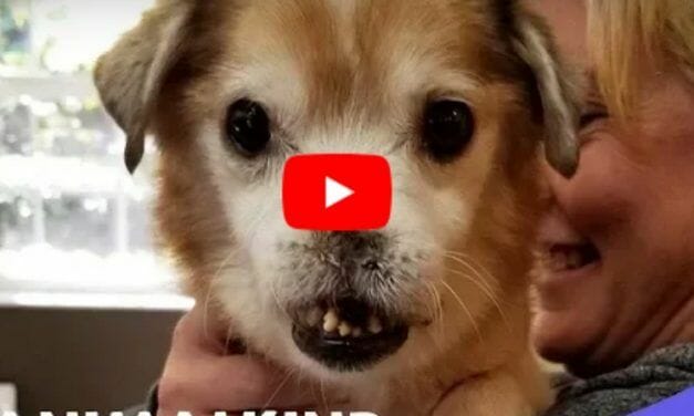 VIDEO: Senior Dog With Missing Nose Finally Finds His Forever Home