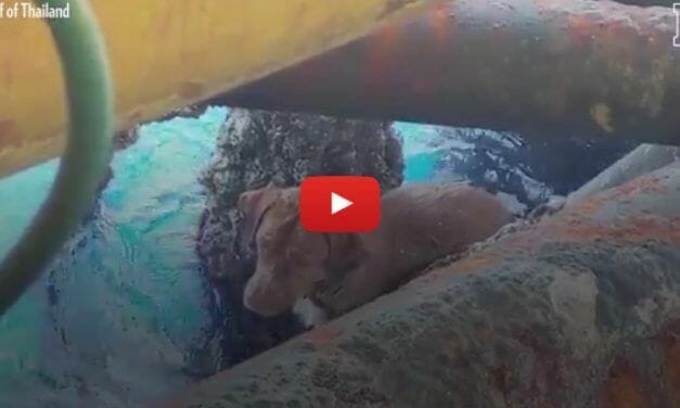 VIDEO: Workers Find Stranded Dog Swimming in Ocean 136 Miles from Shore