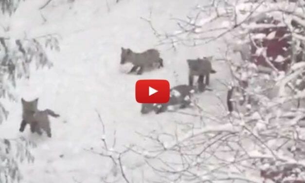 VIDEO: Baby Foxes Just Can’t Get Enough of Playing in the April Snow