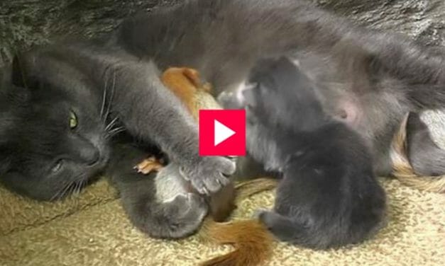VIDEO: Sweet Mama Cat Adopts 4 Orphaned Squirrels