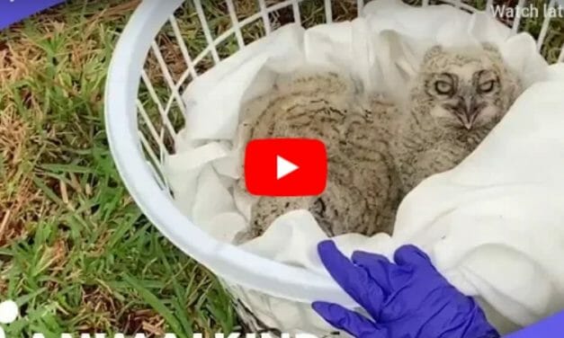 VIDEO: Baby Owl Who Fell From Tree Gets Brand New ‘Nest’
