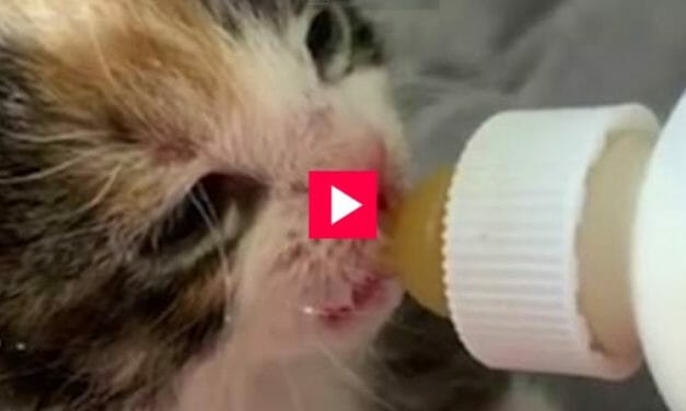 VIDEO: Kitten Tinier Than A Toothbrush Discovered Underneath House