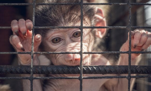 SIGN: Stop Dangerous ‘Lab Gag’ Bill That Would Let Vivisectors Torture Animals in Secret
