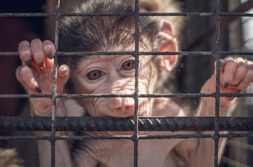 baby monkey in lab