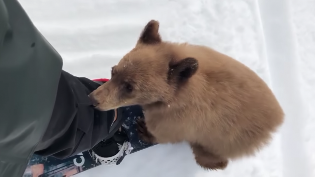 friendly bear cub snowboarder